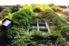 muzeum-zarosniete-bluszczem